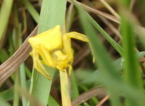 Thomisus onustus